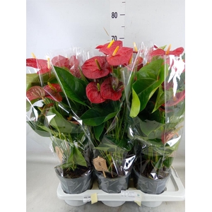 Anthurium andr. 'Jambo Red'