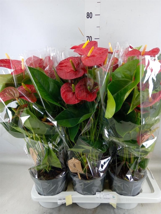 <h4>Anthurium andr. 'Jambo Red'</h4>