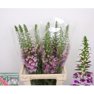 DIGI PURPUREA