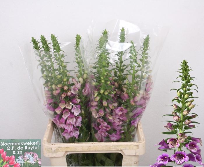 <h4>DIGI PURPUREA</h4>
