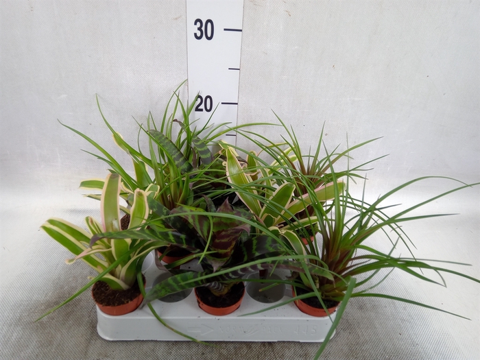 Bromelia   ...mix