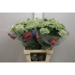 Ammi Vis Casablanca