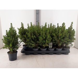 PICEA GL CONICA