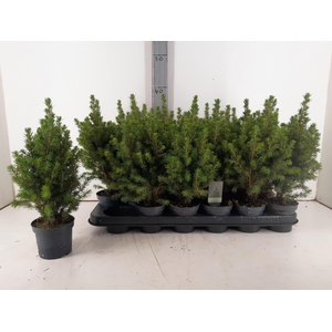 PICEA GL PERFECTA