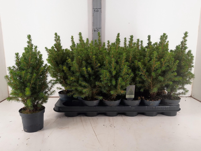 <h4>PICEA GL CONICA</h4>