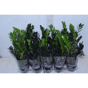 ZAMIOCULCAS DARK ZAMICRO P11