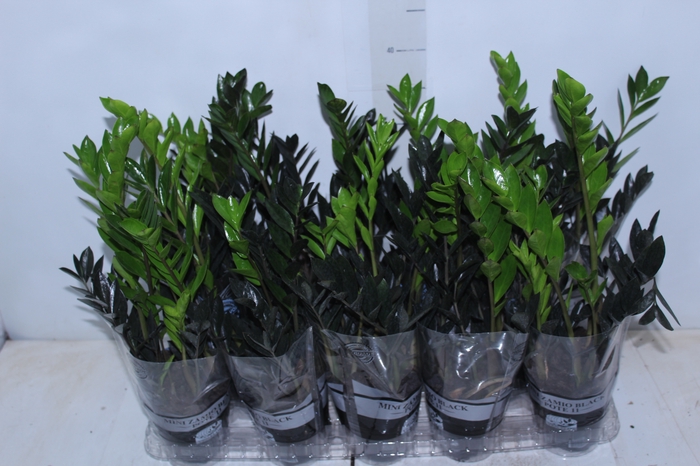 <h4>ZAMIOCULCAS DARK ZAMICRO P11</h4>