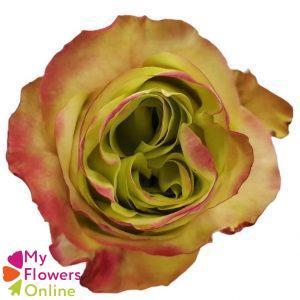 <h4>R Gr Journey Bicolor 50cm EC</h4>