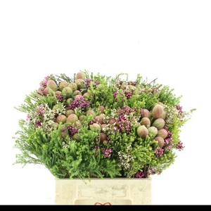 ALLERHEILIGENBOEK BS