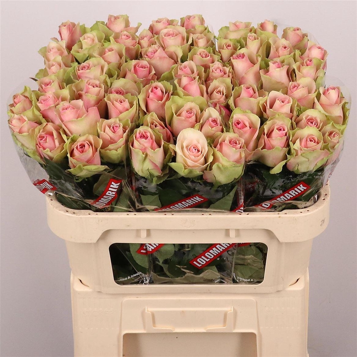 <h4>R Gr Belle Rose</h4>