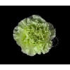 DIAN.ST. Verde (green)