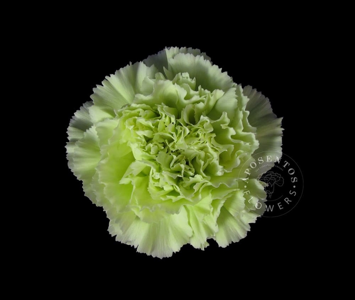 DIAN.ST. Verde (green)