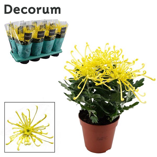 <h4>Decorum Chrysanne® 'Fireworks Yellow</h4>