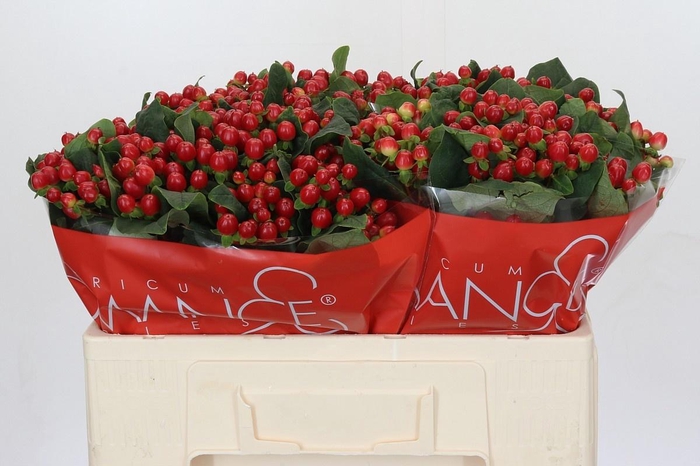 <h4>HYP TRUE ROMANCE</h4>