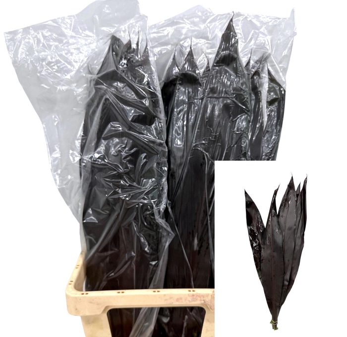 <h4>CORDYLINE BLACK TIE</h4>