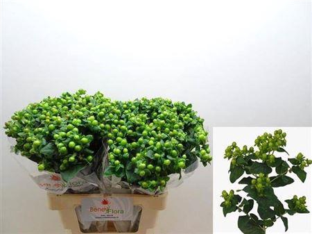 <h4>Hyp Mag Green Power</h4>