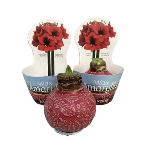 HIPPEASTRUM-HYBRID P14