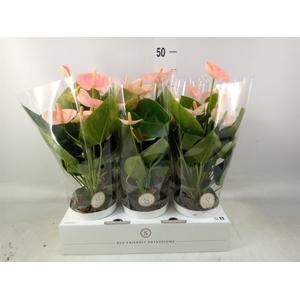 Anthurium andr. 'Spirit'