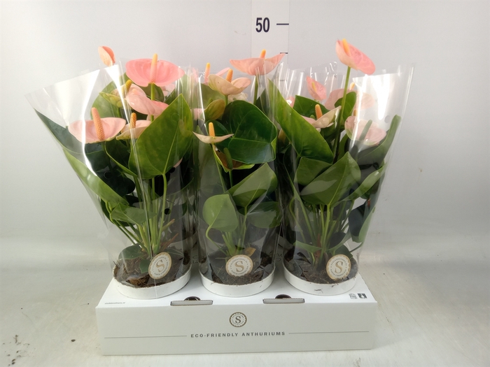 <h4>Anthurium andr. 'Spirit'</h4>