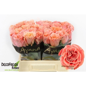 ROSA GR 'BLUSHING REEVA'