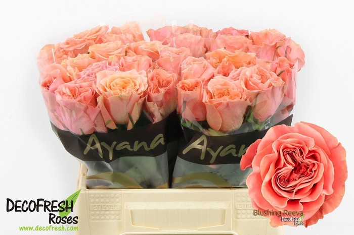 <h4>ROSA GR 'BLUSHING REEVA'</h4>
