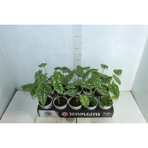 CALADIUM HILO BEAUTY P12