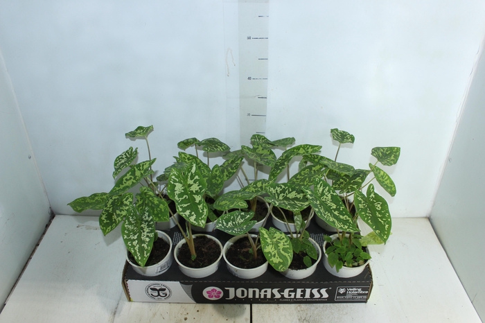 <h4>CALADIUM HILO BEAUTY P12</h4>