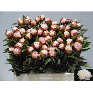 PAEO L GARDENIA