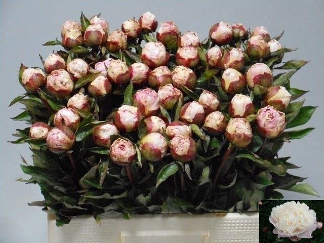 <h4>PAEO L GARDENIA</h4>