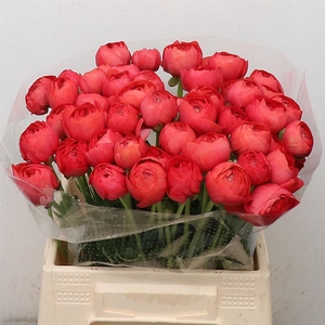 Ran Su Fragolino Extra (fr)