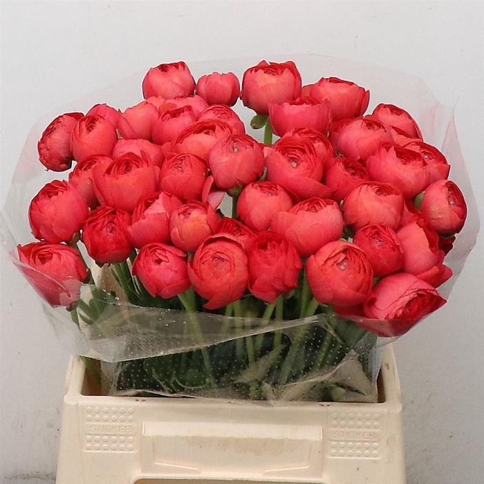 <h4>Ran Su Fragolino Extra (fr)</h4>