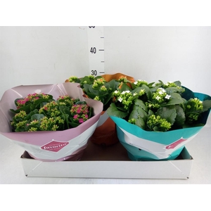 Kalanchoe blos.   ..rosebud mix  5