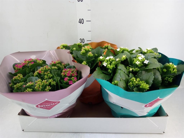 <h4>Kalanchoe blos. ..rosebud mix 5</h4>