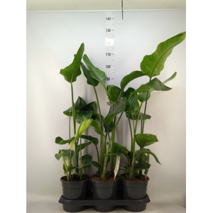Strelitzia nicolai