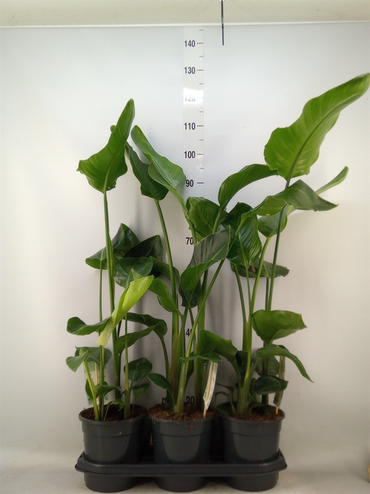 <h4>Strelitzia nicolai</h4>