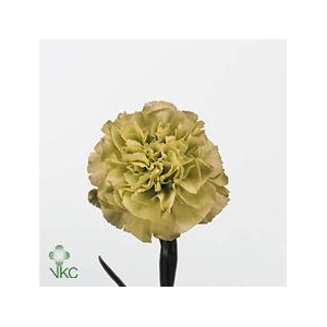 Dianthus st prado mint