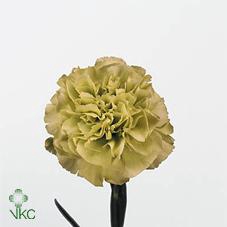 <h4>Dianthus st prado mint</h4>