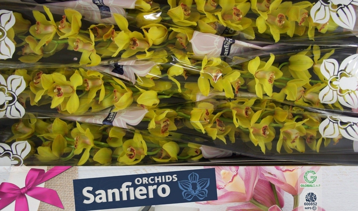 <h4>CYMB T NEVADA</h4>