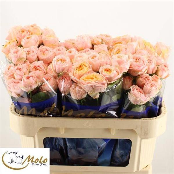 <h4>R Tr Georgia Peach Molo</h4>