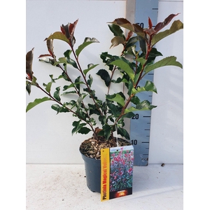 Photinia Fraseri 'Magical Vulcano'