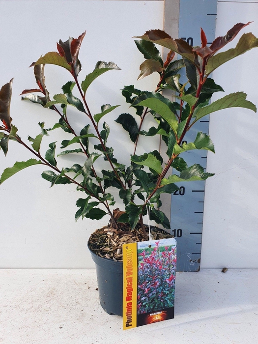 <h4>Photinia Fraseri 'Magical Vulcano'</h4>