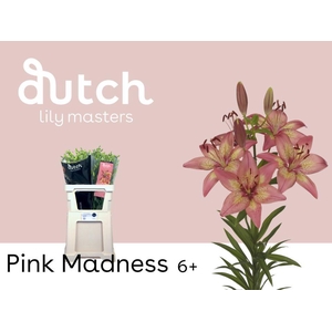 LI AS PINK MADNESS 6+