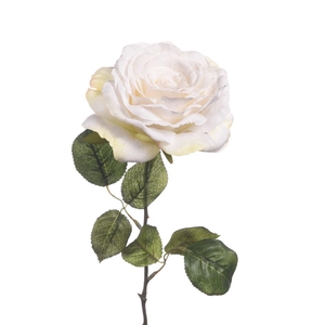AF Rosa Giant L56cm Creme