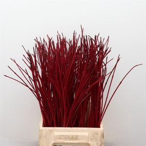 Cornus Alba Sibirica