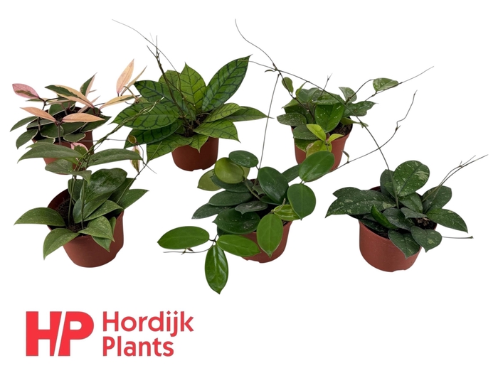 <h4>Hoya Mix P12</h4>