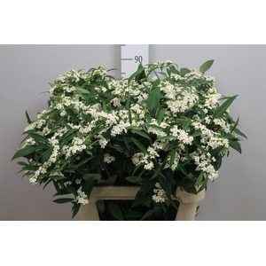 Euph F T Quicksilver