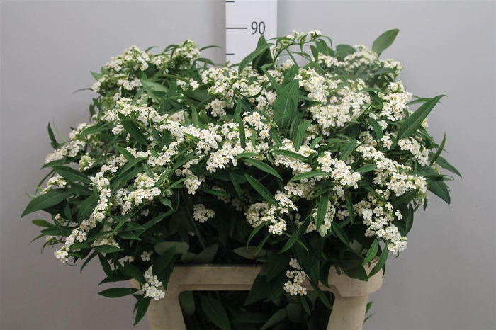 <h4>Euph F T Quicksilver</h4>