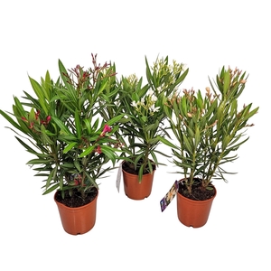 NERI OLEANDER