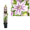 Clematis 'Nelly Moser' 3.0 label C5