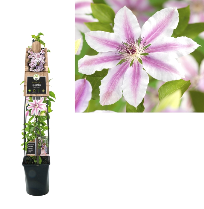 Clematis 'Nelly Moser' 3.0 label C5